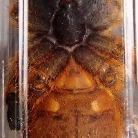 Pterinochilus murinus