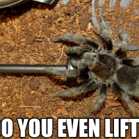 Do You Even Lift