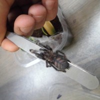 P.Irminia rehousing.