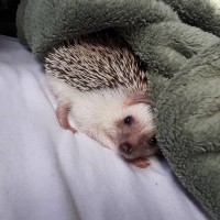 Pippin the hedgehog