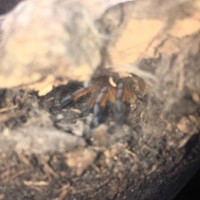 H pulchripes