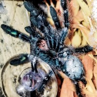 C Versicolor Sexing 3