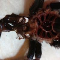 Brachypelma hamorii Molt Sexing