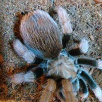 Aphonopelma chalcodes