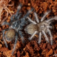 Psalmopoeus langenbucheri