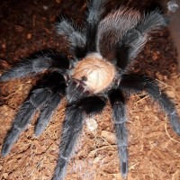 Brachypelma albiceps