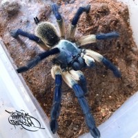 Yemenite (Monocentropus balfouri)