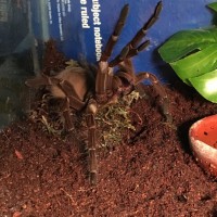 Theraphosa Stirmi