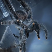 Second, Much Larger, Female Avicularia avicularia Breeding