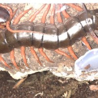 Scolopendra dahaani! PEAHC LEG!