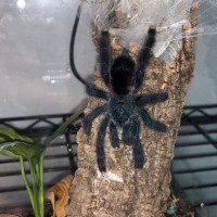 Avicularia Avicularia