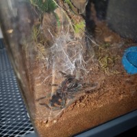 Finally..? Will she molt ? (Chromatopelma cyaneopubescens)