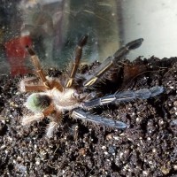 E murinus