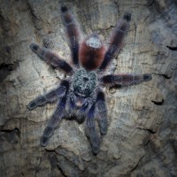 Caribena versicolor Sub-Adult Male