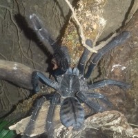 Freshly molted Phormingochilus carpenteri