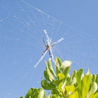 garden spider