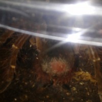 T Stirmi injury?