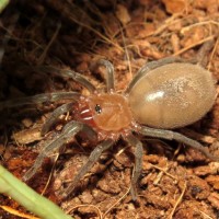 A Sling Thing (♂ Bumba horrida)