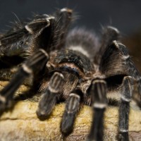 Eupalaestrus campestratus (Pink Zebra Beauty)