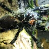 Avicularia avicularia sexing help please.