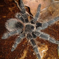 Lasiodora parahybana