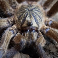 Harpactira pulchripes MM