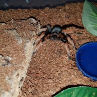 Brachypelma sp