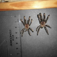 P.Irminia 6.th molt.