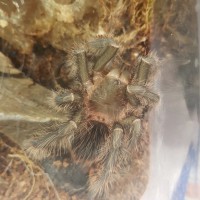 Freshly molted Lasiodora Parahybana