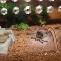 G.porteri Male Molt Mar 2 2018