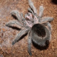 Grammostola sp. north (F) Feb 9 2018