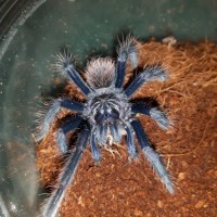 Xenesthis sp. Colombia blue