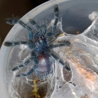 c.versicolor sling premolt