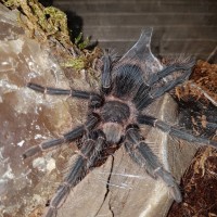 Lasiodora Parahybana