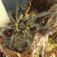 Ceratogyrus sp. unknown