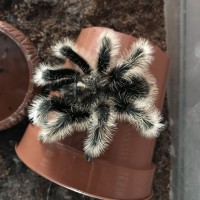 Brachypelma Albopilosum