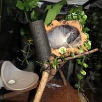 Skyler's Treehouse (Avicularia Enclosure)