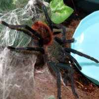 At the Oasis (♂ Chromatopelma cyaneopubescens 3.5")