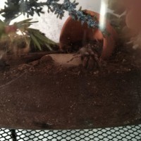 B. Smithi in new housing.