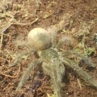 Theraphosa ID Request