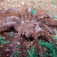 Male stirmi