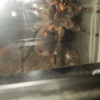 Grammostola pulchripes m/f?