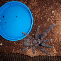 Lampropelma sp. Borneo black