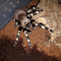 N.chromatus