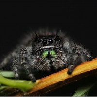 Phidippus audax