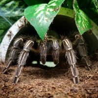 Aphonopelma seemanni