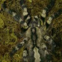 poecilotheria regalis