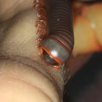 Thai Rainbow Millipede