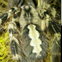 poecilotheria regalis