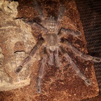 P.subfusca(lowland)